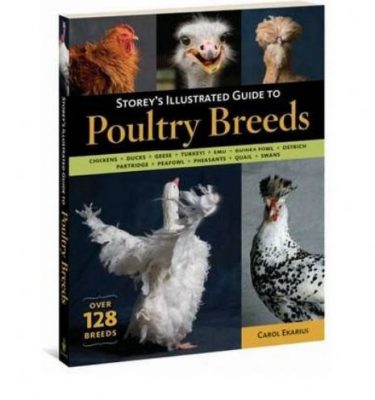 Story's Illustrated Guide to Poultry Breeds