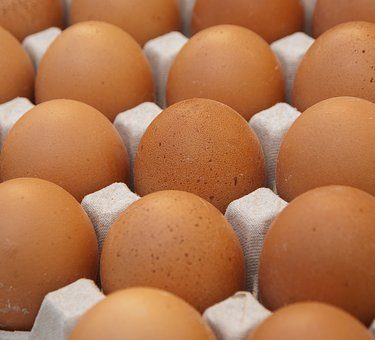 Hatching Egg - Brown Shaver - Special Orders only - 1 month notice required