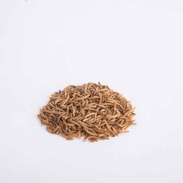 mealworms