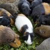 guinea-pig-1573429_1920