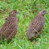 brown quail