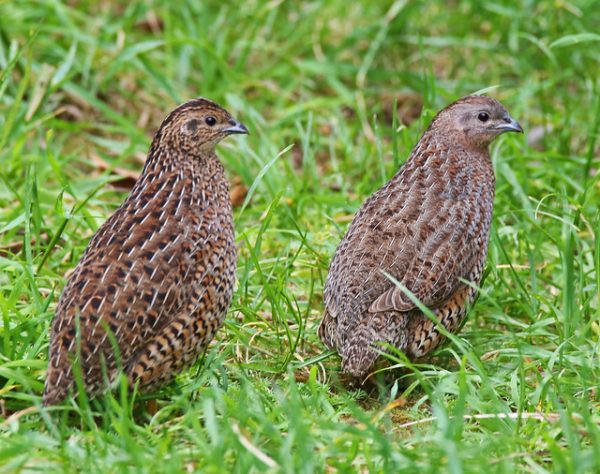 Brown Quail