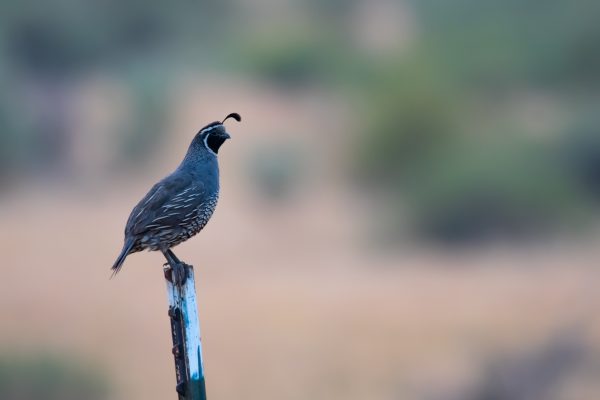 California Quail