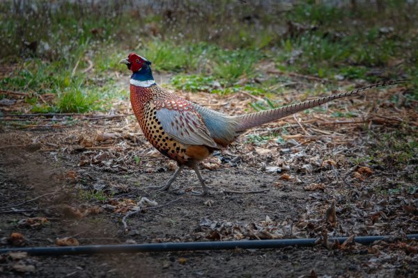 Common Pheasant