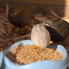 Quails-feeding-3-scaled