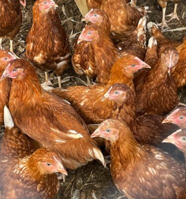 (PICK UP ONLY) Point-Of-Lay Brown Shaver Hens 12+ weeks old
